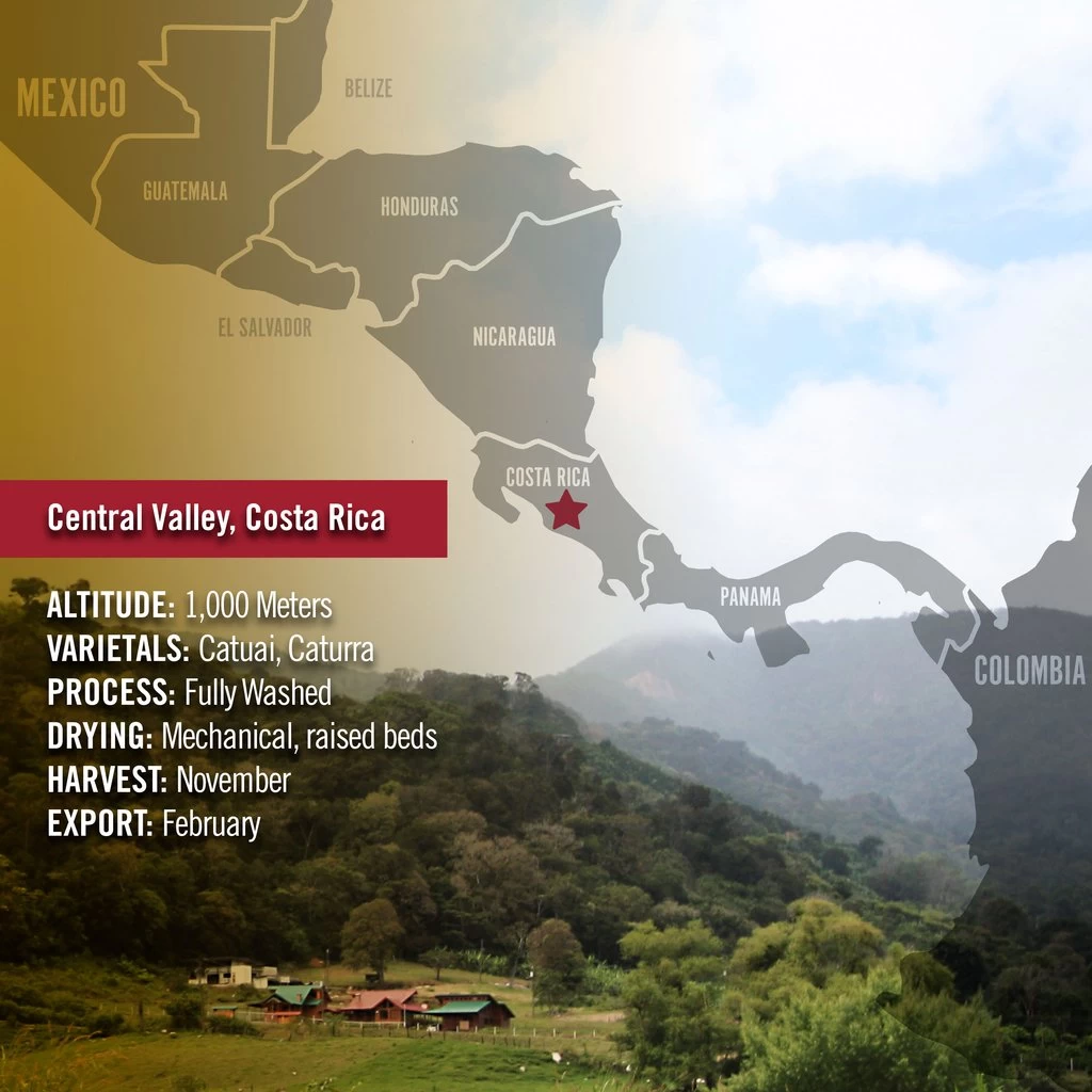 Barrie House Costa Rican La Alianza Tierra Madre Single Origin Fair Trade Organic Coffee - Image 5